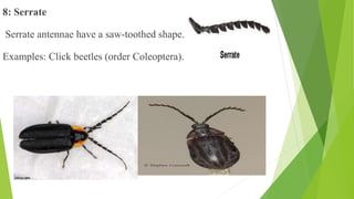 8: Serrate
Serrate antennae have a saw-toothed shape.
Examples: Click beetles (order Coleoptera).
 