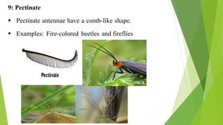 9: Pectinate
 Pectinate antennae have a comb-like shape.
 Examples: Fire-colored beetles and fireflies
 