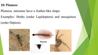 10: Plumose
Plumose antennae have a feather-like shape.
Examples: Moths (order Lepidoptera) and mosquitoes
(order Diptera).
 