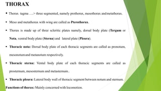 THORAX
 Thorax tagma ….> three segmented, namely prothorax, mesothorax andmetathorax.
 Meso and metathorax with wing are called as Pterothorax.
 Thorax is made up of three scleritic plates namely, dorsal body plate (Tergum or
Nota, ventral body plate (Sterna) and lateral plate (Pleura).
 Thoracic nota: Dorsal body plate of each thoracic segments are called as pronotum,
mesonotumand metanotum respectively.
 Thoracic sterna: Vental body plate of each thoracic segments are called as
prosternum, mesosternum and metasternum..
 Thoracic pleura: Lateral body wall of thoracic segment between notum and sternum.
Functions of thorax: Mainly concerned with locomotion.
 