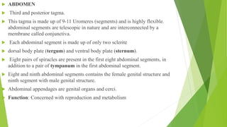  ABDOMEN
 Third and posterior tagma.
 This tagma is made up of 9-11 Uromeres (segments) and is highly flexible.
abdominal segments are telescopic in nature and are interconnected by a
membrane called conjunctiva.
 Each abdominal segment is made up of only two sclerite
 dorsal body plate (tergum) and ventral body plate (sternum).
 Eight pairs of spiracles are present in the first eight abdominal segments, in
addition to a pair of tympanum in the first abdominal segment.
 Eight and ninth abdominal segments contains the female genital structure and
ninth segment with male genital structure.
 Abdominal appendages are genital organs and cerci.
 Function: Concerned with reproduction and metabolism
 