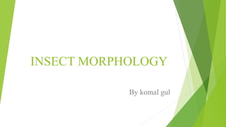 INSECT MORPHOLOGY
By komal gul
 
