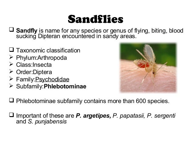 Insects That Bites Pictures Photos insects-that-bites-pictures-photos