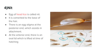 Types of Insects eggs and Pupae slideshare | PDF