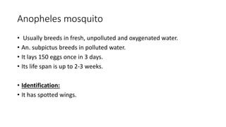 Anopheles mosquito
• Usually breeds in fresh, unpolluted and oxygenated water.
• An. subpictus breeds in polluted water.
• It lays 150 eggs once in 3 days.
• Its life span is up to 2-3 weeks.
• Identification:
• It has spotted wings.
 