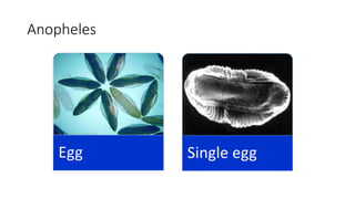 Anopheles
Egg Single egg
 