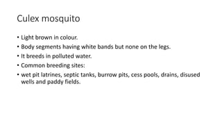 Culex mosquito
• Light brown in colour.
• Body segments having white bands but none on the legs.
• It breeds in polluted water.
• Common breeding sites:
• wet pit latrines, septic tanks, burrow pits, cess pools, drains, disused
wells and paddy fields.
 