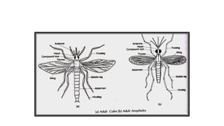 Culex / Anopheles (Adult)
 
