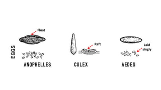 Float
Raft Laid
singly
 