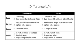 Anophelini Culicini
Eggs
1) Laid singly
2) Boat shaped with lateral floats
1) Clusters or rafts
2) Oval shaped & without lateral floats
Larvae
1) Rest parallel to water surface
2) Siphon tube absent
1) Head down, angle to water surface
2) Siphon tube absent
Pupae ST : Broad & Short ST : Long & Narrow
Adults
1) At rest, inclined to surface.
2) Spotted wings
3) Palpi : Long in both sexes
1) At rest, Hunch back
2) Unspotted wings
3) Palpi : Short in females
Difference b/n
 
