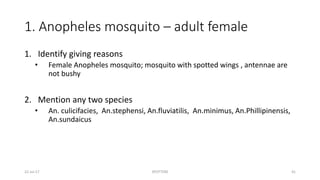 1. Anopheles mosquito – adult female
1. Identify giving reasons
• Female Anopheles mosquito; mosquito with spotted wings , antennae are
not bushy
2. Mention any two species
• An. culicifacies, An.stephensi, An.fluviatilis, An.minimus, An.Phillipinensis,
An.sundaicus
22-Jul-17 SPOTTERS 41
 