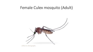 Female Culex mosquito (Adult)
 