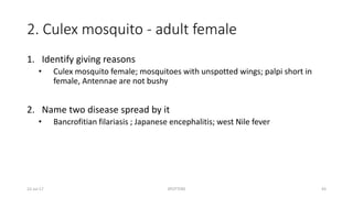 2. Culex mosquito - adult female
1. Identify giving reasons
• Culex mosquito female; mosquitoes with unspotted wings; palpi short in
female, Antennae are not bushy
2. Name two disease spread by it
• Bancrofitian filariasis ; Japanese encephalitis; west Nile fever
22-Jul-17 SPOTTERS 43
 