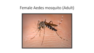 Female Aedes mosquito (Adult)
 