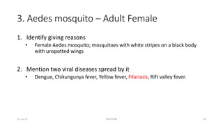 3. Aedes mosquito – Adult Female
1. Identify giving reasons
• Female Aedes mosquito; mosquitoes with white stripes on a black body
with unspotted wings
2. Mention two viral diseases spread by it
• Dengue, Chikungunya fever, Yellow fever, Filariasis, Rift valley fever.
22-Jul-17 SPOTTERS 45
 