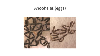 Anopheles (eggs)
 