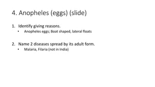 4. Anopheles (eggs) (slide)
1. Identify giving reasons.
• Anopheles eggs; Boat shaped, lateral floats
2. Name 2 diseases spread by its adult form.
• Malaria, Filaria (not in India)
 