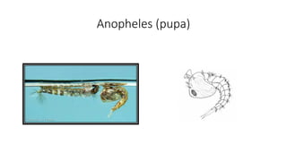 Anopheles (pupa)
 