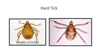 Hard Tick
 