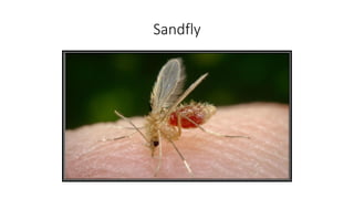 Sandfly
 