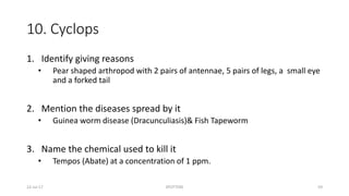 10. Cyclops
1. Identify giving reasons
• Pear shaped arthropod with 2 pairs of antennae, 5 pairs of legs, a small eye
and a forked tail
2. Mention the diseases spread by it
• Guinea worm disease (Dracunculiasis)& Fish Tapeworm
3. Name the chemical used to kill it
• Tempos (Abate) at a concentration of 1 ppm.
22-Jul-17 SPOTTERS 59
 