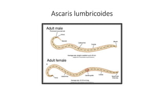 Ascaris lumbricoides
 