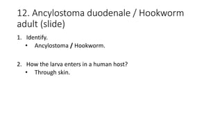 12. Ancylostoma duodenale / Hookworm
adult (slide)
1. Identify.
• Ancylostoma / Hookworm.
2. How the larva enters in a human host?
• Through skin.
 