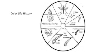 Culex Life History
 