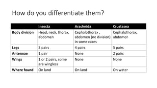 How do you differentiate them?
Insecta Arachnida Crustasea
Body division Head, neck, thorax,
abdomen
Cephalothorax ,
abdomen (no division)
in some cases
Cephalothorax,
abdomen
Legs 3 pairs 4 pairs 5 pairs
Antennae 1 pair None 2 pairs
Wings 1 or 2 pairs, some
are wingless
None None
Where found On land On land On water
 