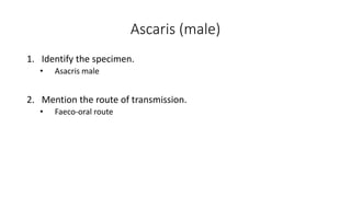Ascaris (male)
1. Identify the specimen.
• Asacris male
2. Mention the route of transmission.
• Faeco-oral route
 