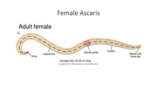 Female Ascaris
 