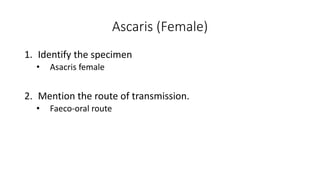 Ascaris (Female)
1. Identify the specimen
• Asacris female
2. Mention the route of transmission.
• Faeco-oral route
 
