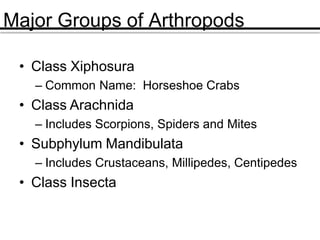 Major Groups of Arthropods
• Class Xiphosura
– Common Name: Horseshoe Crabs
• Class Arachnida
– Includes Scorpions, Spiders and Mites
• Subphylum Mandibulata
– Includes Crustaceans, Millipedes, Centipedes
• Class Insecta
 