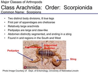 Major Classes of Arthropods
Class Arachnida: Order: Scorpionida
Common Name: Scorpions
• Two distinct body divisions, 8 true legs
• First pair of appendages are chelicerae
• Relatively large arachnids
• Pedipalps are large and claw-like
• Abdomen distinctly segmented, and ending in a sting
• Found in arid regions in the South and West
Segmented
Abdomen
Cephalothorax
Pedipalps
Sting
Photo Image Courtesy of: Dept. of Entomology, University of Nebraska-Lincoln
 