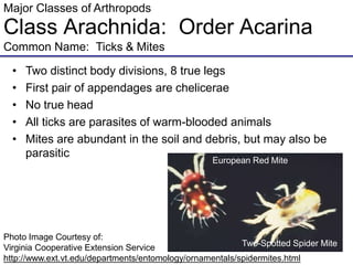 Major Classes of Arthropods
Class Arachnida: Order Acarina
Common Name: Ticks & Mites
• Two distinct body divisions, 8 true legs
• First pair of appendages are chelicerae
• No true head
• All ticks are parasites of warm-blooded animals
• Mites are abundant in the soil and debris, but may also be
parasitic
Photo Image Courtesy of:
Virginia Cooperative Extension Service
http://www.ext.vt.edu/departments/entomology/ornamentals/spidermites.html
European Red Mite
Two-Spotted Spider Mite
 
