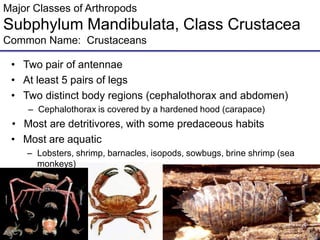 Major Classes of Arthropods
Subphylum Mandibulata, Class Crustacea
Common Name: Crustaceans
• Two pair of antennae
• At least 5 pairs of legs
• Two distinct body regions (cephalothorax and abdomen)
– Cephalothorax is covered by a hardened hood (carapace)
• Most are detritivores, with some predaceous habits
• Most are aquatic
– Lobsters, shrimp, barnacles, isopods, sowbugs, brine shrimp (sea
monkeys)
 