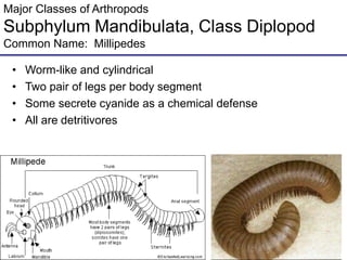 Major Classes of Arthropods
Subphylum Mandibulata, Class Diplopod
Common Name: Millipedes
• Worm-like and cylindrical
• Two pair of legs per body segment
• Some secrete cyanide as a chemical defense
• All are detritivores
 