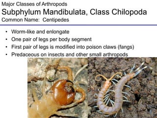 Major Classes of Arthropods
Subphylum Mandibulata, Class Chilopoda
Common Name: Centipedes
• Worm-like and enlongate
• One pair of legs per body segment
• First pair of legs is modified into poison claws (fangs)
• Predaceous on insects and other small arthropods
 