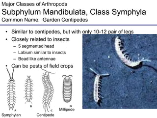 Major Classes of Arthropods
Subphylum Mandibulata, Class Symphyla
Common Name: Garden Centipedes
• Similar to centipedes, but with only 10-12 pair of legs
• Closely related to insects
– 5 segmented head
– Labium similar to insects
– Bead like antennae
• Can be pests of field crops
Symphylan Centipede
Millipede
 