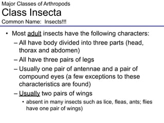Major Classes of Arthropods
Class Insecta
Common Name: Insects!!!
• Most adult insects have the following characters:
– All have body divided into three parts (head,
thorax and abdomen)
– All have three pairs of legs
– Usually one pair of antennae and a pair of
compound eyes (a few exceptions to these
characteristics are found)
– Usually two pairs of wings
• absent in many insects such as lice, fleas, ants; flies
have one pair of wings)
 