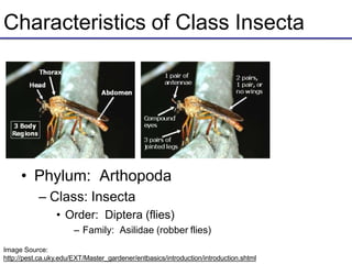 Characteristics of Class Insecta
• Phylum: Arthopoda
– Class: Insecta
• Order: Diptera (flies)
– Family: Asilidae (robber flies)
Image Source:
http://pest.ca.uky.edu/EXT/Master_gardener/entbasics/introduction/introduction.shtml
 