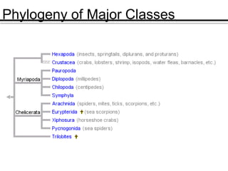 Phylogeny of Major Classes
 