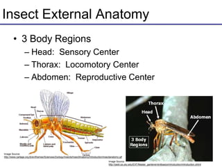 Insect External Anatomy
• 3 Body Regions
– Head: Sensory Center
– Thorax: Locomotory Center
– Abdomen: Reproductive Center
Image Source:
http://www.cartage.org.lb/en/themes/Sciences/Zoology/Insects/InsectAnatomy/Introduction/insectanatomy.gif
Image Source:
http://pest.ca.uky.edu/EXT/Master_gardener/entbasics/introduction/introduction.shtml
 