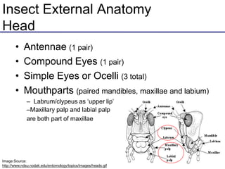Insect External Anatomy
Head
• Antennae (1 pair)
• Compound Eyes (1 pair)
• Simple Eyes or Ocelli (3 total)
• Mouthparts (paired mandibles, maxillae and labium)
– Labrum/clypeus as ‘upper lip’
–Maxillary palp and labial palp
are both part of maxillae
Image Source:
http://www.ndsu.nodak.edu/entomology/topics/images/heads.gif
 