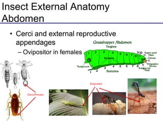 Insect External Anatomy
Abdomen
• Cerci and external reproductive
appendages
– Ovipositor in females
Cerci/Pincers
Ovipositor
 