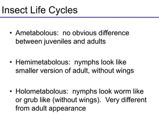 Insect Life Cycles
• Ametabolous: no obvious difference
between juveniles and adults
• Hemimetabolous: nymphs look like
smaller version of adult, without wings
• Holometabolous: nymphs look worm like
or grub like (without wings). Very different
from adult appearance
 