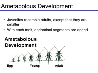 Ametabolous Development
• Juveniles resemble adults, except that they are
smaller
• With each molt, abdominal segments are added
 