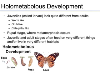 Holometabolous Development
• Juveniles (called larvae) look quite different from adults
– Worm like
– Grub like
– Caterpillar like
• Pupal stage, where metamorphosis occurs
• Juvenile and adult stages often feed on very different things
and/or live in very different habitats
 