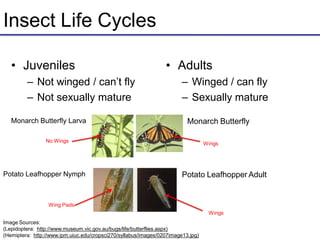 Insect Life Cycles
• Juveniles
– Not winged / can’t fly
– Not sexually mature
• Adults
– Winged / can fly
– Sexually mature
Monarch Butterfly
Potato Leafhopper Adult
Monarch Butterfly Larva
Potato Leafhopper Nymph
No Wings
Wing Pads
Wings
Image Sources:
(Lepidoptera: http://www.museum.vic.gov.au/bugs/life/butterflies.aspx)
(Hemiptera: http://www.ipm.uiuc.edu/cropsci270/syllabus/images/0207image13.jpg)
Wings
 