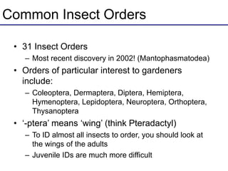 Common Insect Orders
• 31 Insect Orders
– Most recent discovery in 2002! (Mantophasmatodea)
• Orders of particular interest to gardeners
include:
– Coleoptera, Dermaptera, Diptera, Hemiptera,
Hymenoptera, Lepidoptera, Neuroptera, Orthoptera,
Thysanoptera
• ‘-ptera’ means ‘wing’ (think Pteradactyl)
– To ID almost all insects to order, you should look at
the wings of the adults
– Juvenile IDs are much more difficult
 